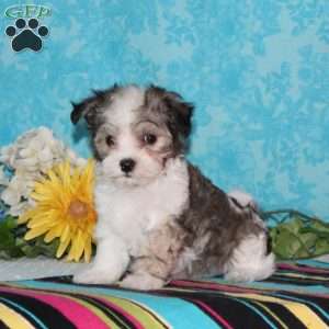 Mallard, Maltipoo Puppy